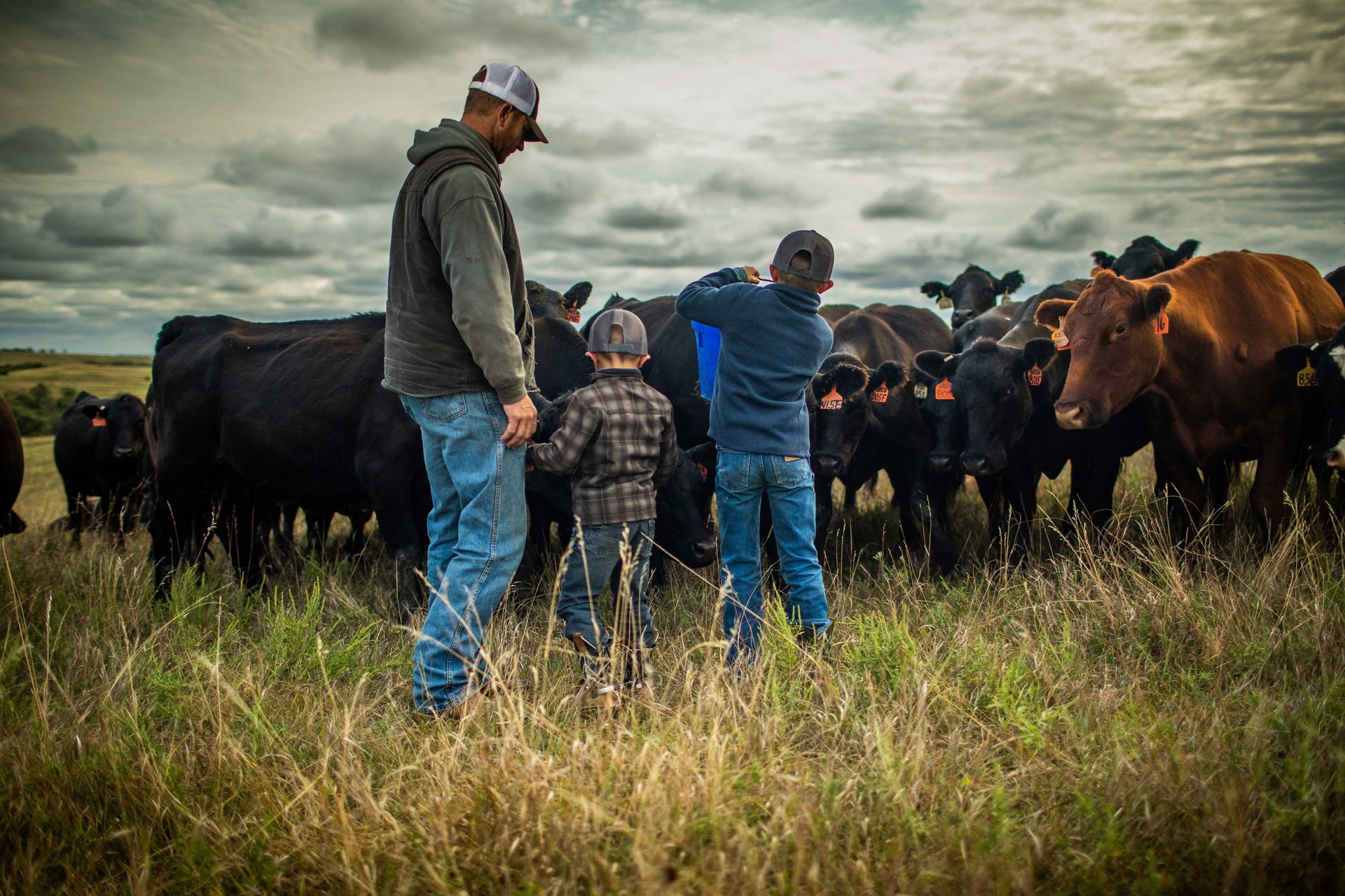 Family feeding angus cattle